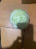 新鲜甘蓝包菜卷心菜新鲜嫩绿莲花白现摘现发到京东来买菜 新鲜包菜 1斤 人工挑拣 实拍图