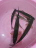 达亿瓦（DAIWA） DAIWA达亿瓦一击 台钓钓竿并继鲫鱼竿手杆碳素硬 轻 高碳进口 FH-54（硬综合） 实拍图