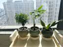 花盆绿植盆栽加厚沥水托盘底盘盆托底盘托底垫多肉绿植透气防烂根 透气托盘-小号(内径6.5cm) 3个装 实拍图