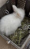 暮秋小主血统宠物兔垂耳兔活体大型安哥拉长毛迷你侏儒猫猫兔活物已做疫苗 网红大型安哥拉纯白幼兔 实拍图