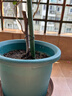 爱丽思花盆塑料圆形树脂多肉花盆种花种菜盆绿萝爱丽丝 军绿口径30.1cm 实拍图