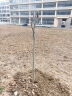 滨淇海棠树苗西府海棠垂丝海棠耐寒植物北美海棠4公分粗1棵源头直发 实拍图