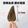 十月稻田 羊肚菌 30g（5-7cm）山珍菌菇干货 鸡汤煲汤火锅食材 实拍图