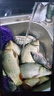 臻佑（Grsaed）鱼饵鲫鲤草果酸味200g钓鱼饵料鲫鲤草鱼饵料小药窝料野钓饵垂钓 实拍图