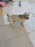 疯狂小狗 狗粮金毛拉布拉多柴犬萨摩耶德牧10kg犬粮 宠物幼犬成犬 20斤 实拍图