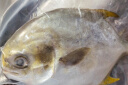 翔泰海南二去金鲳鱼700g/2条  去鳃去内脏 烧烤 生鲜鱼类  海鲜水产 实拍图