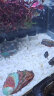 燕之雁 鱼缸造景石雪花白1KG 鱼缸铺面铺底白色鹅卵石子 多肉盆栽水培石 晒单实拍图