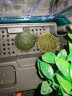 茨格曼生态乌龟缸饲养箱家用养龟专用箱养龟盆塑料乌龟缸养殖箱冬眠箱子 绿色 中号两层全套装 实拍图