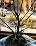 旺之春红梅浓香型腊梅花树苗室内盆栽红梅花苗绿梅花苗腊梅冬季花卉植物 8年红梅（当年开花）实物挑选 实拍图