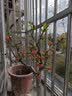【冬季耐寒】日本海棠花苗盆栽室内绿植花卉观花庭院源头直发包邮 红宝石海棠 六年盆景苗 实拍图