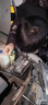 骆驼(CAMEL)汽车电瓶12V60AH蓄电池L2400 上门安装-以旧换新适用于 【大众】 大众POLO宝来捷达高尔夫朗行朗逸迈腾速腾途安途观 实拍图