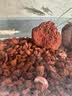 云峰海瑞鱼缸观赏虾活体虾鱼缸工具虾除藻活虾鱼缸除藻除藻虾黑壳虾五彩虾 虾螺蟹鱼清洁装套餐（会生小虾 送尝鲜虾粮） 实拍图