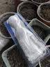 寿禾 粉果番茄种子老品种西红柿大果寿光蔬菜粉冠毛粉秋冬季洋柿子 粉冠番茄苗 12棵 实拍图