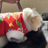 阿莫尔猫咪唐装狗狗衣服东北大花棉袄泰迪比熊博美柯基小狗新年喜庆服装 东北大花（红色） M-具体参考背长和胸围 实拍图