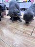 华元宠具（hoopet）猫玩具磨牙棒木天蓼薄荷球逗猫棒幼猫咪自嗨解闷拉菲草虫瘿果零食 实拍图