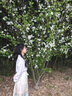 凤蝶儿马面裙全套新中式连衣裙春季女装2025新款温柔风改良旗袍明制汉服 上衣+马面裙（无饰品） M 实拍图