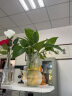 极度空间 玻璃花瓶水培植物插花瓶生态花瓶透明创意礼物桌面客厅办公桌家居装饰摆件 简约圆底花瓶 实拍图