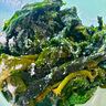 溢源【源头直发】有机盐渍海带苗海带嫩芽500g凉拌凉菜煲汤火锅食材 500g*3包有机盐渍海带大苗 实拍图