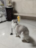 灵宠物语 猫玩具逗猫棒吸盘可拆卸手持双头逗猫杆成幼小猫玩具（双毛） 实拍图