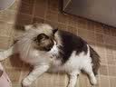皇家猫粮猫咪泌尿系统尿道结石膀胱炎情绪舒缓LP34猫泌尿道处方粮 皇家 猫泌尿道处方粮6KG 实拍图