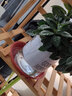 樱霞【顺丰上门】花卉植物室内桌面净化空气水培小绿植好养活驱蚊盆栽 九里香+胡椒木+栀子花 带盆 实拍图