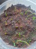 史丹利 水果果树葡萄西瓜西红柿草莓蔬菜种菜用无机复合肥专用肥料 实拍图