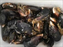 海捕大青口贝鲜活特大海虹淡菜新鲜冷冻海鲜贻贝青口贝水产 1斤尝鲜装 实拍图