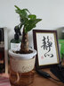 花知态发财树盆栽室内客厅桌面绿植小盆景大发财树苗招财树吸甲醛植物 自吸发财树 含盆 实拍图