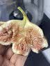 千果娘娘云南特产红皮无花果新鲜孕妇水果大果现摘即食煲汤火锅波姬红鲜果 红皮无花果5斤【单果40-80g】 实拍图