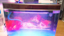 森森鱼缸潜水变色LED水草冒泡七彩灯水族箱造景灯龙鱼防水灯管不红水 森森双排 40cm/7W【红色】 实拍图