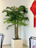 Only you【2小时达】发财树大型盆栽绿植花卉室内客厅办公室开业乔迁送礼 三叉富贵树 实拍图