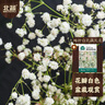 北蔬 满天星种子苗白色室内四季盆栽花卉籽 盆栽白色满天星种子2000粒 实拍图