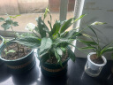 绿有意白掌盆栽一帆风顺水培植物室内好养花卉绿植水养四季开花植物盆栽 白掌4-6株带花(原土盆)+液 含盆 实拍图