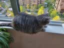 顶制猫粮原切冻干三拼无谷低敏全阶段通用幼猫成猫高蛋白M45 M45鸡肉味1.5kg/3斤+冻干60g 实拍图