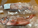 海皇湾红石斑鱼 冷冻整条深海大龙胆鱼富贵鱼海鲜水产 【超大规格】1.5-1.8斤*1条 实拍图