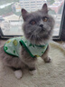 阿莫尔小狗狗猫咪衣服夏季薄款泰迪比熊博美背心宠物小型幼犬透气防掉毛 牛油果（夏季） M 建议5-7斤 背长28cm 实拍图