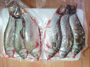 云映渔舟 微山湖生态大鲫鱼(净膛) 生态活鱼现杀淡水鱼生鲜孕产妇下奶炖汤 大号鲫鱼（每斤2-3条） 4斤（杀好损耗15％） 实拍图