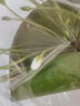 元井 风信子 一叶莲  一叶莲水培植物迷你碗莲水生睡莲金银莲水荷花 一叶莲8-13厘米 不含盆 实拍图