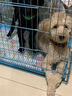 TRUELOVE狗狗项圈小中大型犬脖圈防勒泰迪金毛透气舒适反光宠物脖圈狗圈 桔色（不含牵引绳） 2XS【28-30cm】-建议2-5kg选择 实拍图