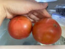 密水农家密云本地新鲜沙瓤西红柿 番茄 生鲜 蔬菜儿时味道 西红柿 500g 实拍图