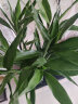 樱霞富贵竹水培植物转运竹子绿植盆栽 富贵竹65-75cm10棵 晒单实拍图