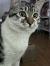 高爷家猫粮益生菌冻干无谷猫粮全价猫主粮宠物猫粮益生菌冻干猫粮 新鲜鸡肉配方 体验装（50g） 实拍图