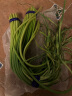 栗贝诺新鲜蒜苔2斤装 当季蒜苔 现摘蒜苔 鲜嫩蒜苔 新鲜蔬菜  源头直发 晒单实拍图