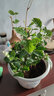 绿荫巷子茉莉花苗盆栽带花苞栀子花卉植物室内绿植浓香四季好养开花 【自吸盆】茉莉花 实拍图