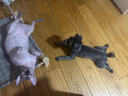 尛宝日本 无毛猫沐浴露500ml猫咪专用宠物斯芬克斯猫控油无泪配方去油 无毛猫专用沐浴露500ml 500ML 实拍图