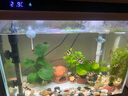 森森（SUNSUN） 鱼缸鱼捞捞鱼网兜水族箱抄网方形小型鱼网捞 特小号渔捞(渔网长9.5宽9cm) 实拍图