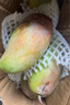 探味君 海南贵妃芒 应当季时令青红金龙热带新鲜水果小芒果整箱批发 净重4.5-5斤 【中果】单果100-150g 实拍图