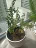 开时果 清香胡椒木盆栽 办公室内花卉迷你桌面盆景植物驱蚊草好养绿植 哥窑浅绿盆+苔藓+圆形底托 实拍图