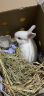 朗缤 兔子活体宠物兔活体新西兰肉兔公主兔小白荷兰侏儒活物兔子宠物 小白公主兔1只 实拍图