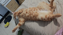 网易严选猫湿粮宠物零食浓汤大口肉罐头 鸡肉+三文鱼85g*6罐 实拍图